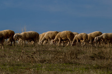 Naklejka na ściany i meble troupeaux de moutons en macédoine