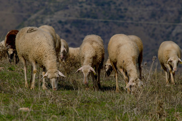 Obraz na płótnie Canvas troupeaux de moutons en macédoine