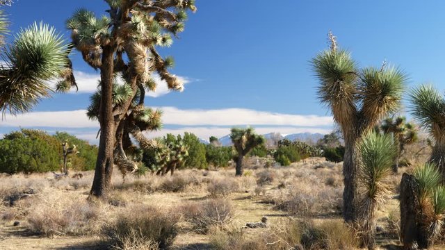 Pristine desert nature preserve habitat with Joshua trees and mountains under blue skies in southern California