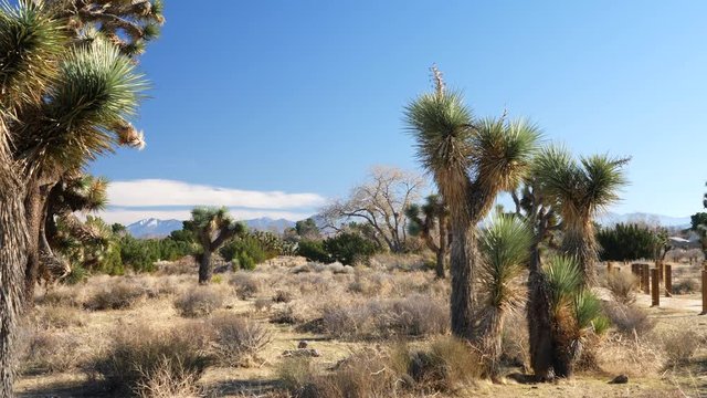 Pristine desert nature preserve habitat with Joshua trees and mountains under blue skies in southern California