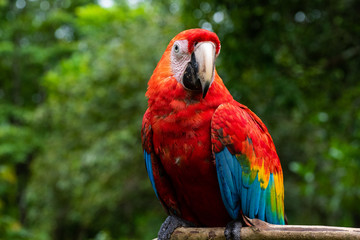 Parrot from the amazon