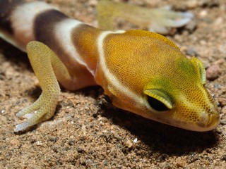 san diego banded gecko