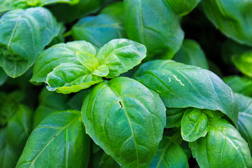 Closeup of fibrant fresh basil plant leaves