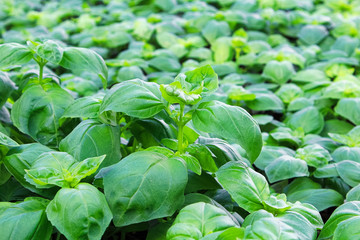 Background of green basil plants growing together