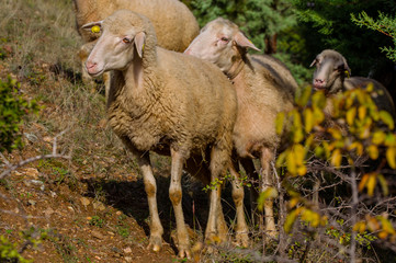 troupeaux de moutons en macédoine