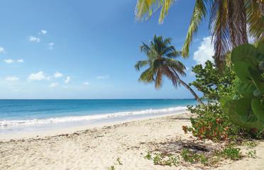 Naklejka na ściany i meble Paradise beach with turquoise blue Caribbean sea. Sand beach In Tropical landscape.