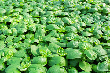 Background of green basil plants growing together