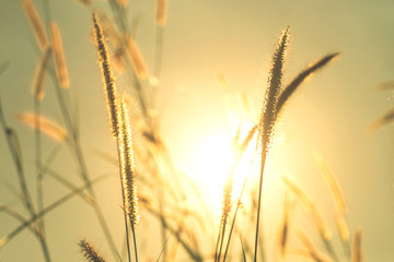 grass flowers
