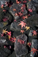 Fallen leaves