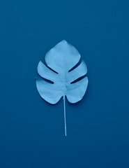 Photo of monstera leaves in classic blue color.