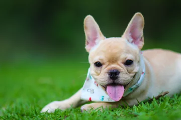 Fototapete Französische Bulldogge Süße französische Bulldogge, die auf der grünen Wiese spielt