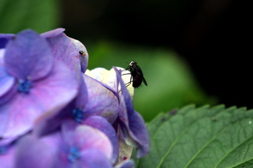 Insect