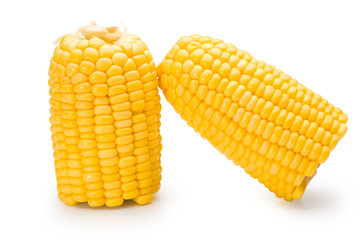 Fresh sweet corn on a white background with clipping path.