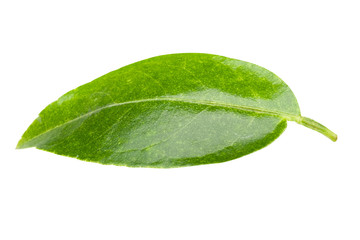 Fototapeta na wymiar Green Lemon leaves isolated on white background with clipping path.