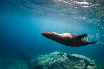 Playful seal swimming in the crystal clear water, Australia