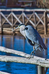 Gray heron resting on a fence.