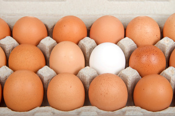 Close up on Carton of brown eggs with one white egg.