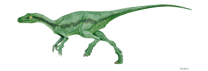 三畳紀後期の初期の恐竜であり、分類未定の獣脚類。姿は肉食恐竜そのものだが、前歯の形状は植物食に適した木の葉型であり、奥の方の歯は肉食に適している。現在発見されている恐竜の中でもっとも原始的で獣脚亜目と竜脚亜目の双方の特徴を有する祖先の仲間と考えられる。”夜明けの簒奪者”という名前はその位置づけを表している。全長1メートル。