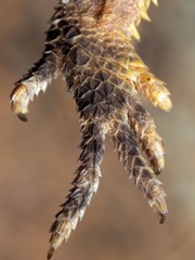 lizard foot