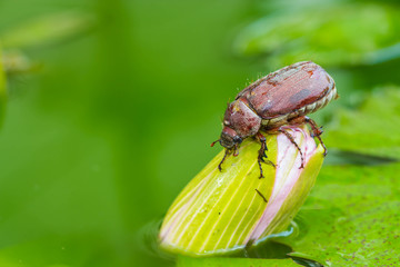 common cockchafer on lotus flower