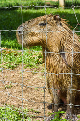 cute capybara in cage at public zoo.