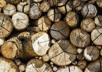 All round teak wood stump background