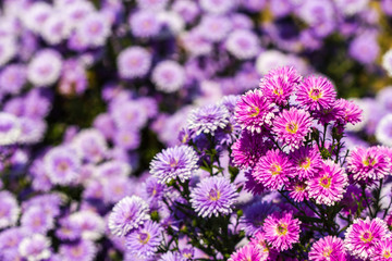 Obraz premium cute purple margaret flower in garden
