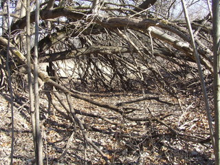 Natural Shelter