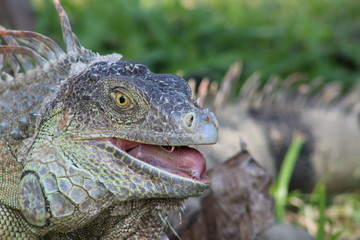 Iguana exótica sacando la lengua