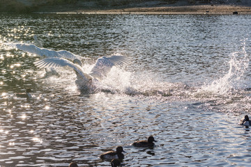 Fototapeta premium 白鳥の来る街 仙台