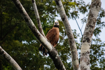 Amazon eagle