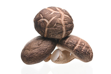 Shiitake mushrooms isolated on the white background.