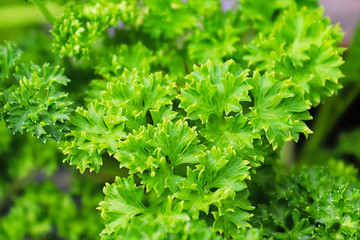 Closeup of fresh green curled parsley leaves