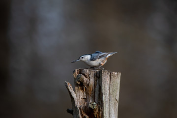 White-breasted Nuthatch on a Stump