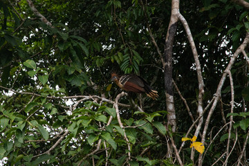 Amazon Bird from prehistoric ages