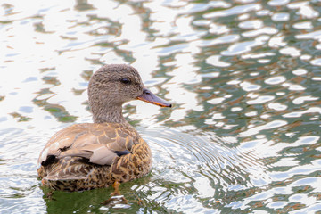 Duck in Water