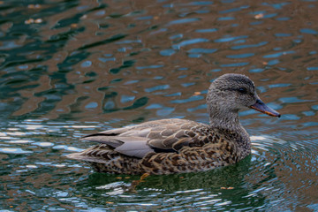 Duck in Water