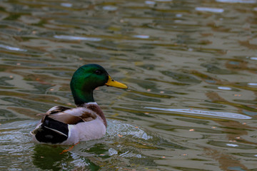 Duck in Water