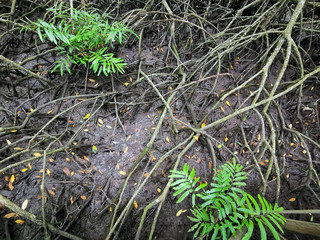 Close up image on mangrove forest soil during low tide.