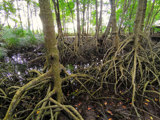 Close up image on the mangrove trees root.