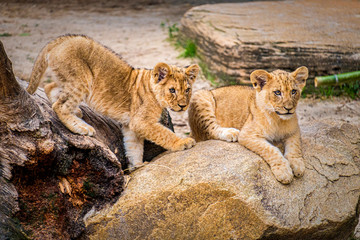 Fototapeta na wymiar Lioness and Cubs