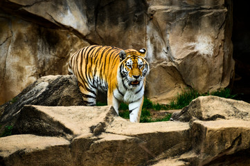 Fototapeta na wymiar Stalking Bengal Tiger