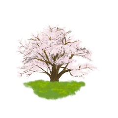 Cherry blossom, tree, spring flower