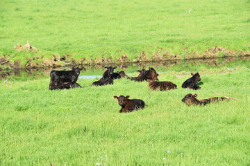 Herd of Angus Calves