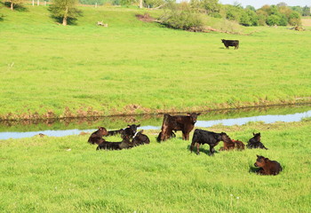 Herd of Calves