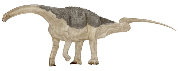 サルタサウルス　南米(アルゼンチン）の白亜紀後期の地層から発見された中型の恐竜。竜脚類としては中型の草食恐竜。背中に装甲をもつティタノサウルスの仲間。皮膚の印象化石では細かい骨質の粒が皮膚を装甲化し、その中に大小の骨板が散らばっている防御装甲を持っている。全長は12メートル。 © Mineo