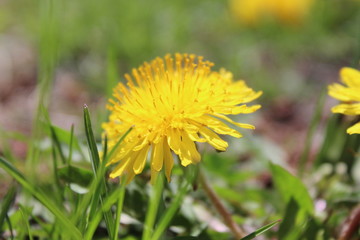 dandelion in grass