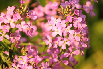 Obraz premium pink flowers in the garden