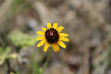 Flies on yellow flower