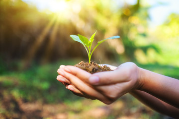 Closeup image of hands holding small tree with soil to grow with nature background